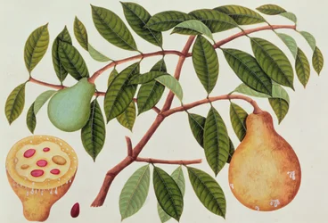 Vrucht, uit Tekeningen van Planten uit Malakka, c.1805-18